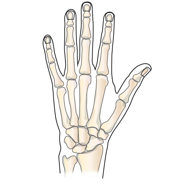 Wrist and Thumb Anatomy