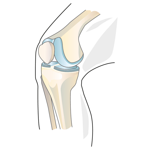 Anatomía de la articulación de rodilla 